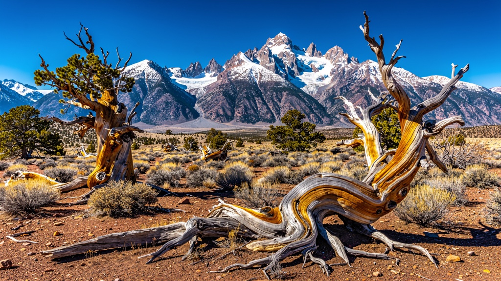 Nevada Great Basin landscape with ancient bristlecone pine trees and snow-capped Wheeler Peak